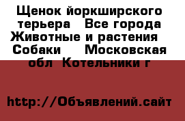 Щенок йоркширского терьера - Все города Животные и растения » Собаки   . Московская обл.,Котельники г.